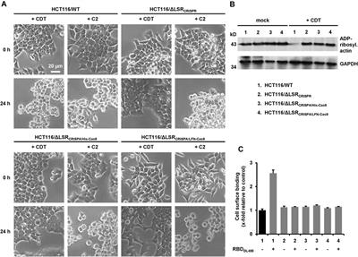 CRISPA: A Non-viral, Transient Cas9 Delivery System Based on Reengineered Anthrax Toxin